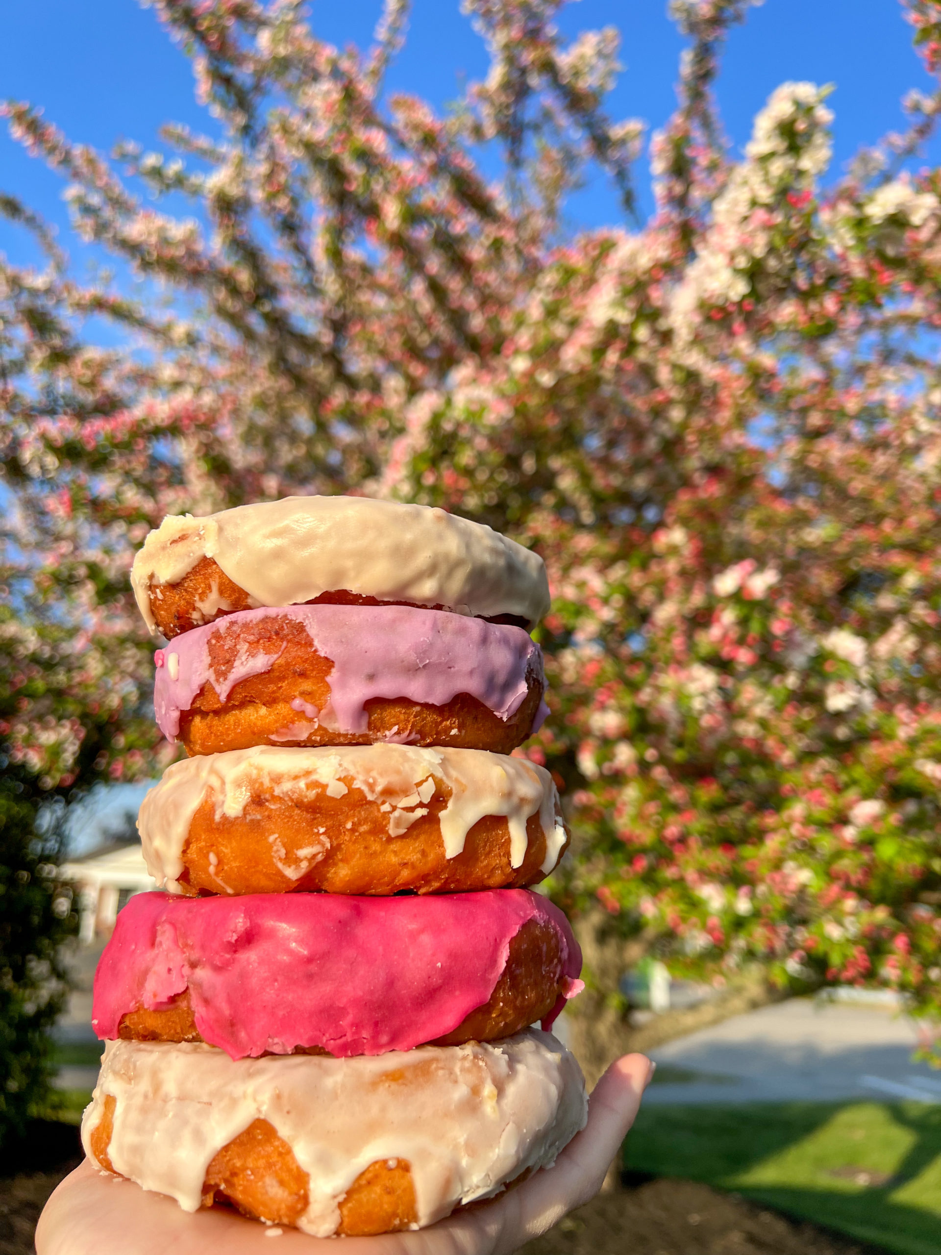 Best Donuts in Maine